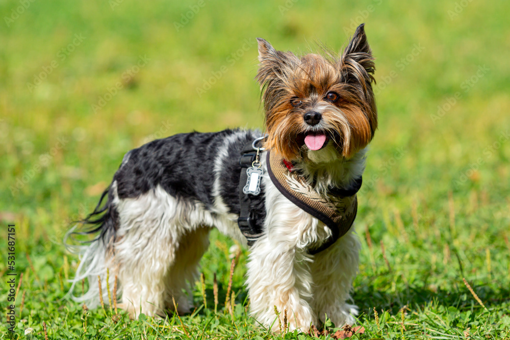 Funny Yorkshire terrier close-up on a background of grass.
Funny Yorkshire terrier close-up on a background of grass.