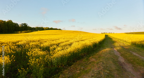 Fototapeta Naklejka Na Ścianę i Meble -  Pathway through the blooming rapeseed field at sunset. Summer day. Clear blue sky. Rural landscape. Agriculture, biotechnology, fuel, food industry, alternative energy, nature