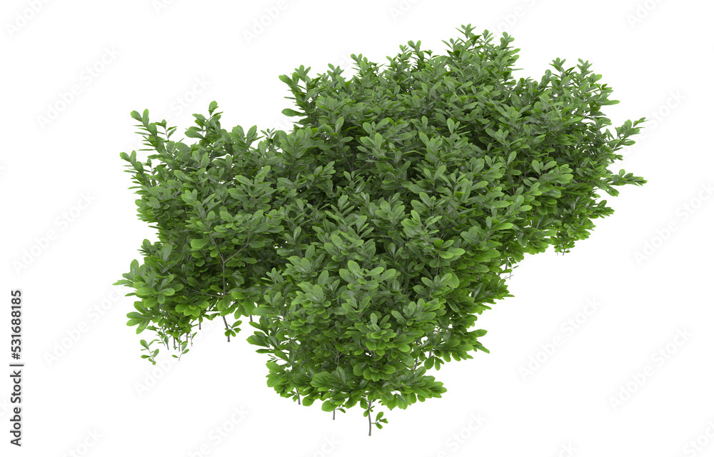 Obraz premium Grass on transparent background. 3d rendering - illustration