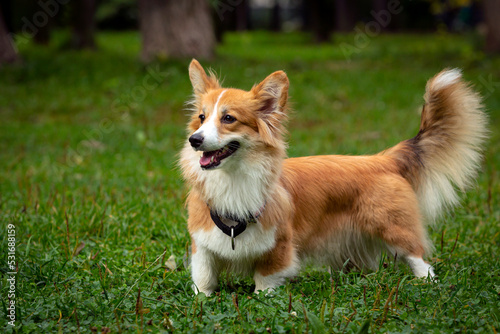 Corgi dog on a green field. Close-up