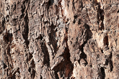 View of the old tree trunk. Wood texture. Tree background.