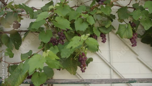 ripe Uhudler grapes and vines hanging on wall photo