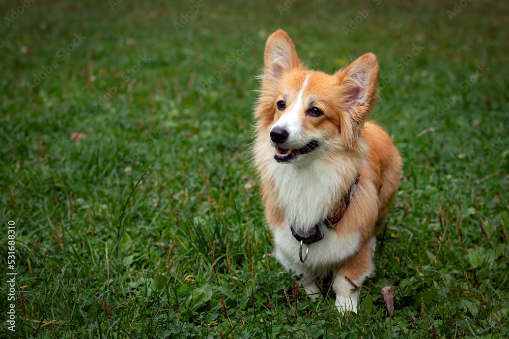 Corgi dog on a green field. Close-up