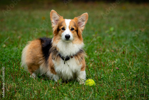 Corgi dog on a green field. Close-up