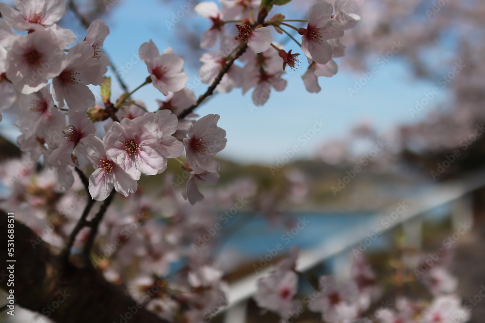 Obraz premium 桜と海