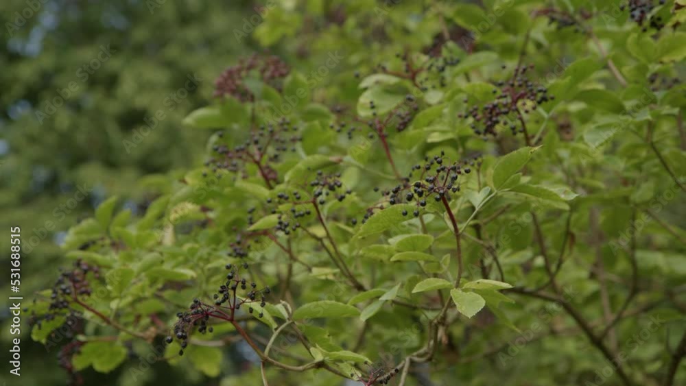 elderberry bush with ripe fruit in summer elderberry bush with ripe fruit in summer