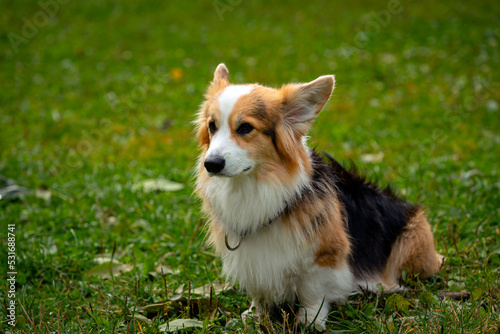  Corgi dog on a green field. Close-up