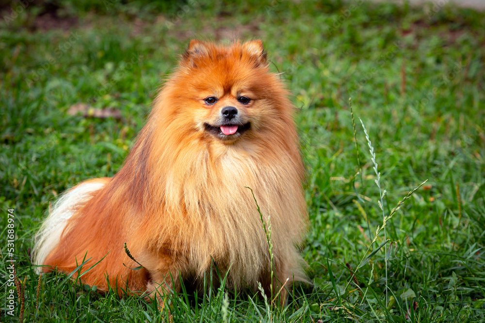 Pomeranian spitz close-up on the background of a green field Pomeranian spitz close-up on the background of a green field