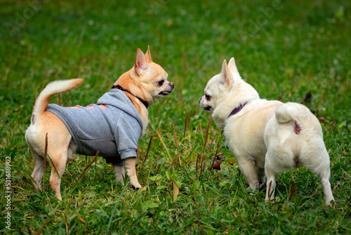 Two funny dogs of the Chihuahua breed close-up on the background of a green field
