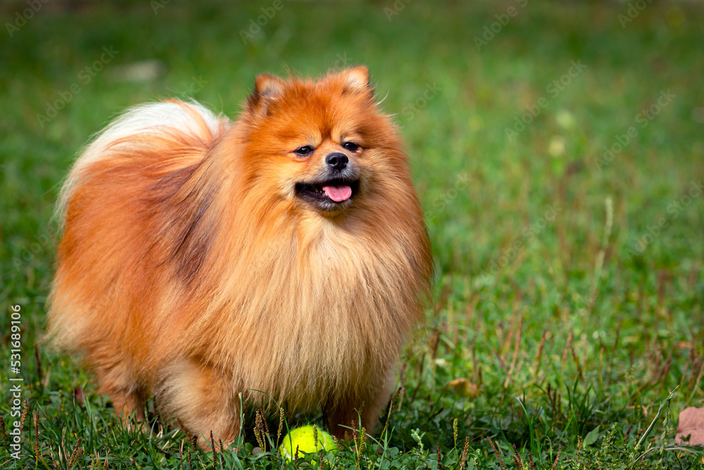 Pomeranian - Spitz playing with a ball on a green field