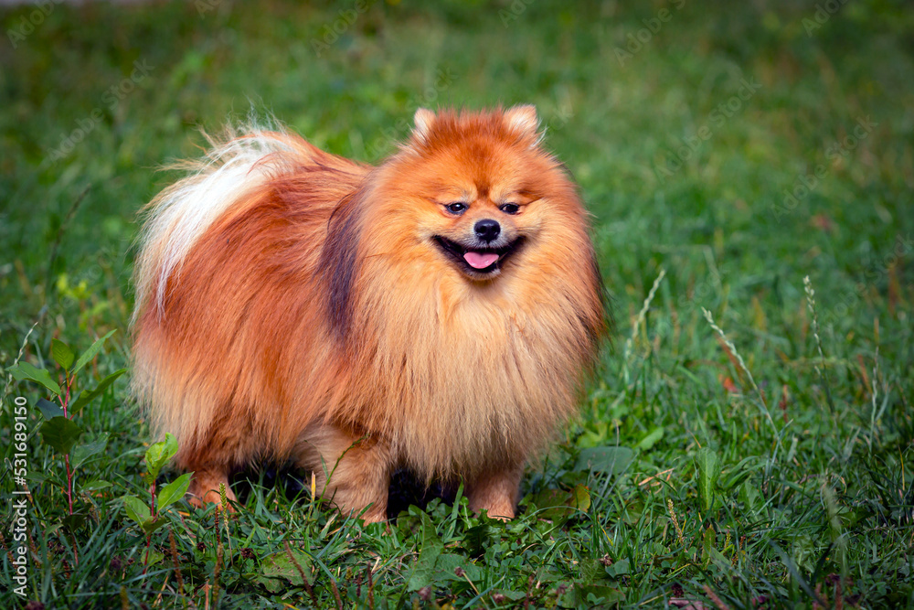 Pomeranian spitz close-up on the background of a green field