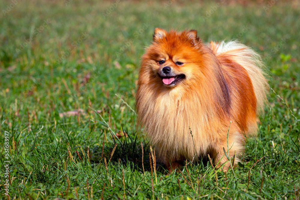 Pomeranian spitz close-up on the background of a green field