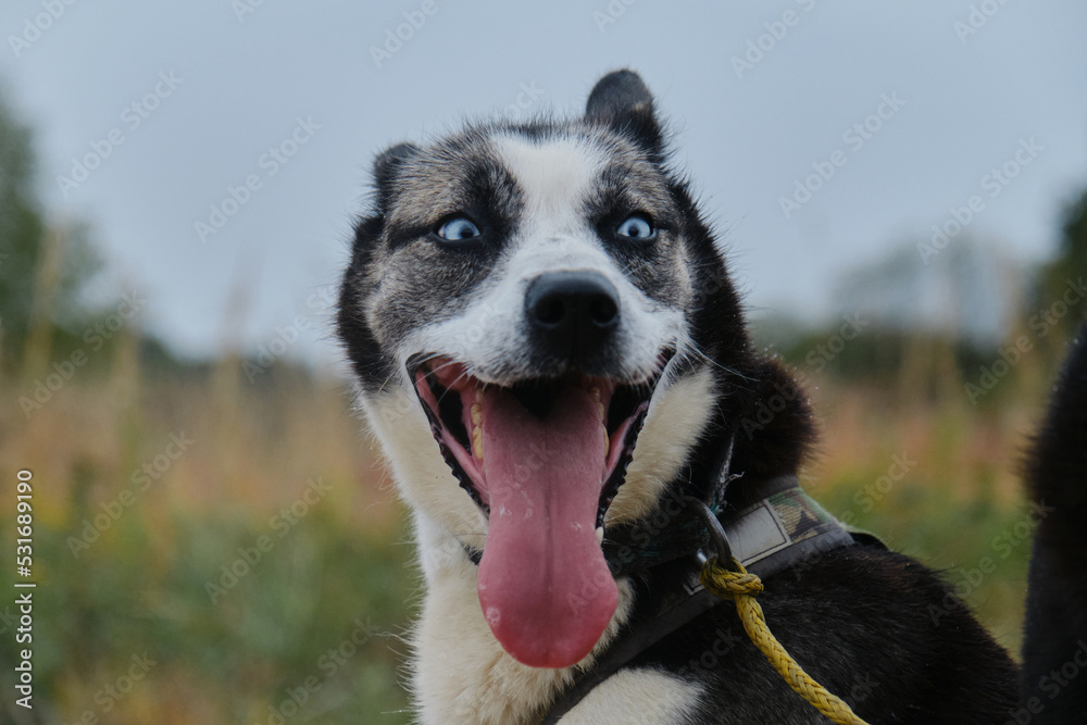 Strong riding half breed. Beautiful blue eyed Alaskan husky stands in harness in autumn and smiles with tongue sticking out. Happy sled dog in training. Close up portrait. Strong riding half breed. Beautiful blue eyed Alaskan husky stands in harness in autumn and smiles with tongue sticking out. Happy sled dog in training. Close up portrait.