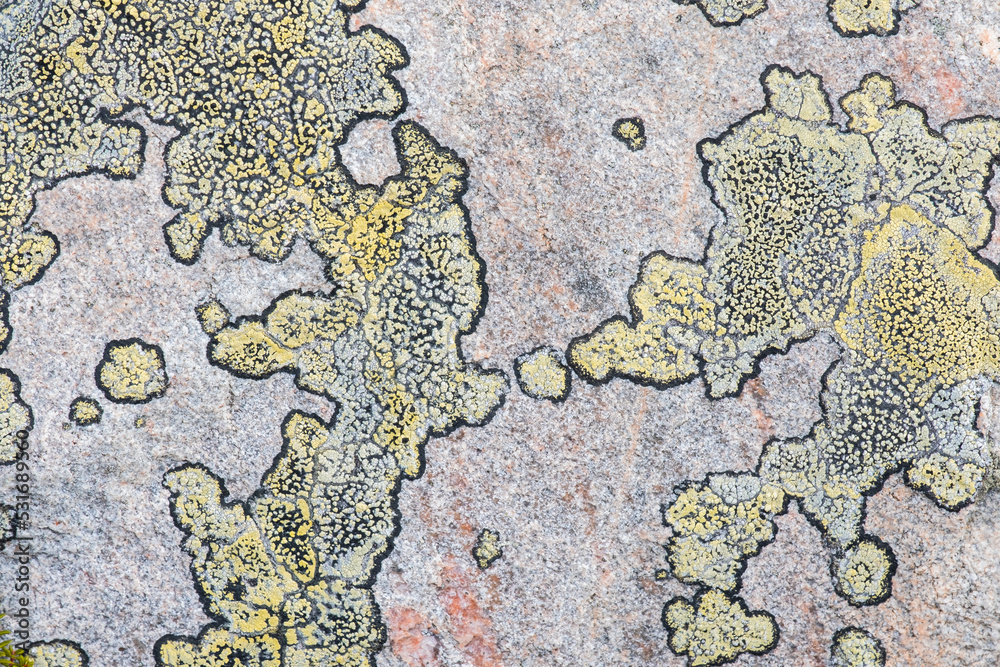 Abstract Colorful background of lichen on stone surface. Stone surface with moss and lichen.