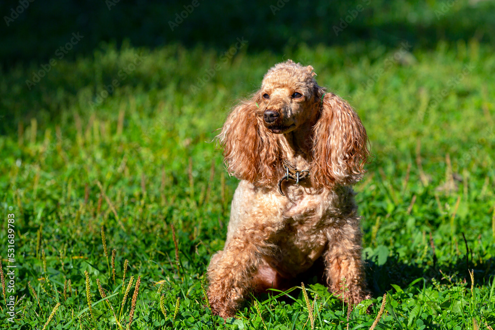 Small poodle close-up on a green field. Small poodle close-up on a green field.