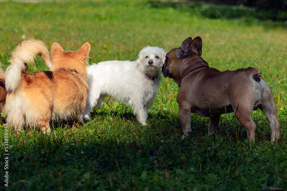 A group of dogs playing on a background of green grass.