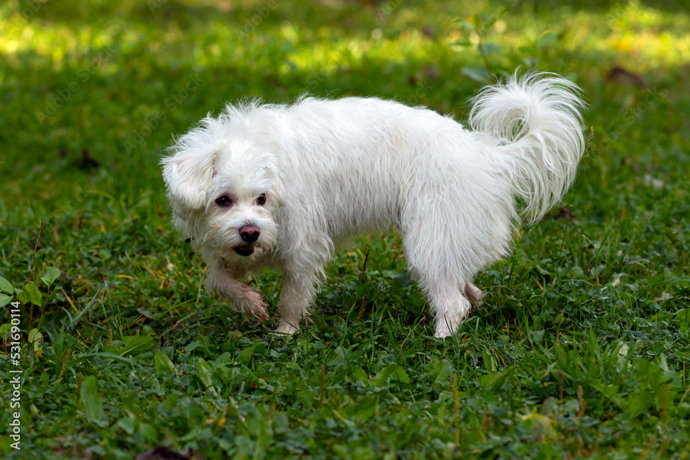 A snow-white lapdog in a green clearing. Close-up. A snow-white lapdog in a green clearing. Close-up.