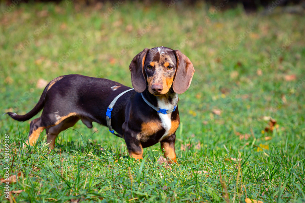 Young Dachshund dog in close-up on a green field.
