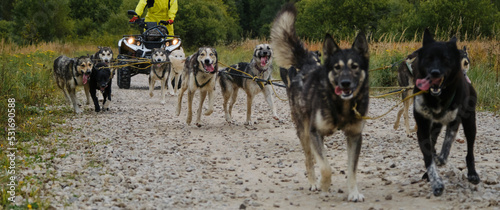 Photography Sled Alaskan huskies train pulling quad bike harnessed