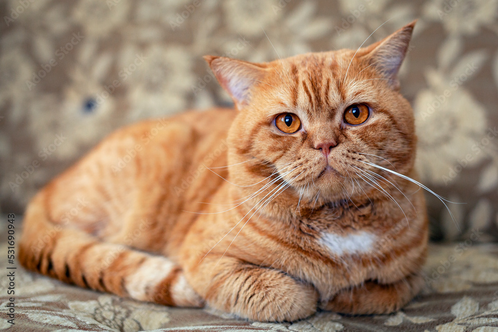 Red British cat close-up resting in the house Red British cat close-up resting in the house
