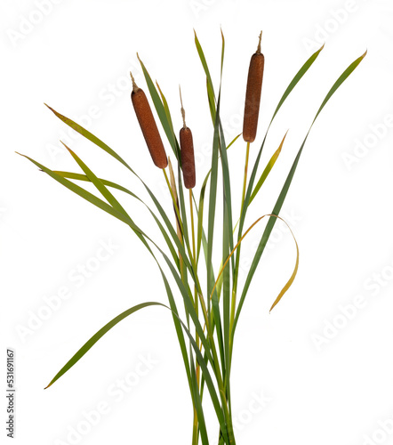 Three high reeds and cattail dry plant isolated white background photo
