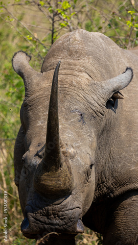 a massive white rhinoceros bull with a long horn © Jurgens