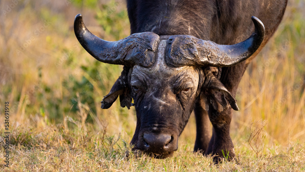Fototapeta premium A big Buffalo close up