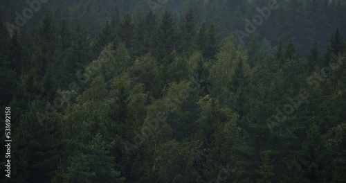 Trees in forest in bad rainy and windy weather. Overcast dark moody day. Woods landscape. High angle view from above