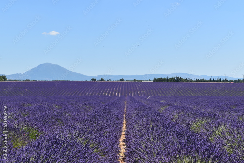 Plateau de Valensole Plateau de Valensole