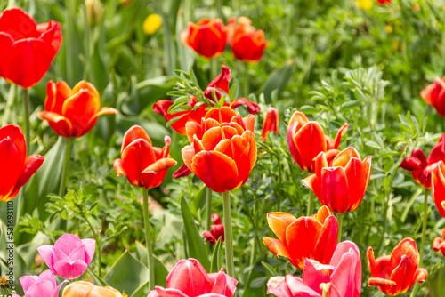 Fototapeta Naklejka Na Ścianę i Meble -  field of red tulips