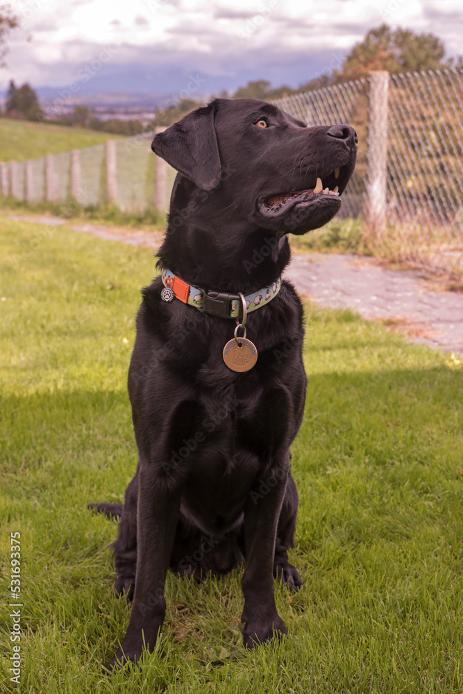 Stoere labrador reu