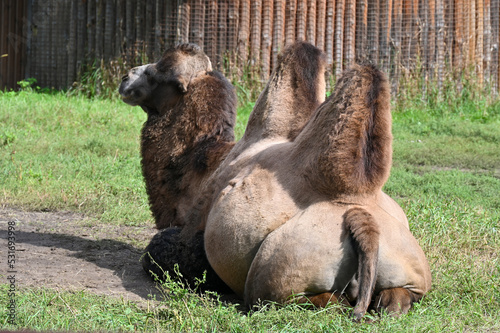 Camel resting after breakfast at the farm  photo