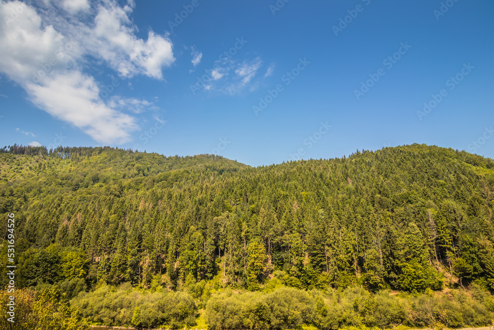 River in the summer wooded mountains on a sunny day. Green Christmas trees on the mountain and blue sky. Green Christmas trees in the mountains. Carpathians. Ukraine.