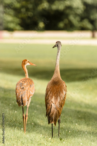 sandhill crane with young crane