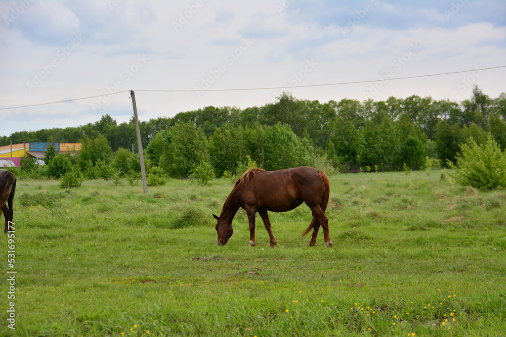 brown horse on the pasture isolated in cloudy day