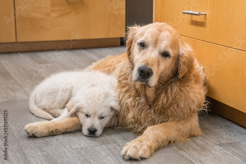 Photography Older golden retriever and small puppy golden retriever sleeping together on floor of home kitchen