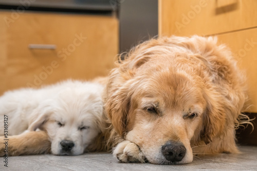 Older golden retriever and small puppy golden retriever sleeping together on floor of home kitchen.