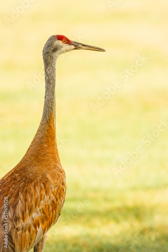 lone crane