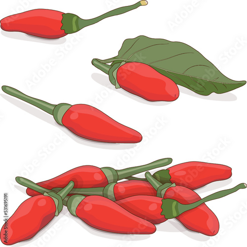 Group of Peri peri chili peppers. Piri Piri. Piripiri. Pili pili. Bird's eye peppers. Siling labuyo. Vegetables. Cartoon style. Vector illustration isolated on white background.