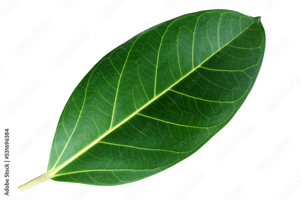 banyan leaves isolated on white background. natural green leaf with clipping path banyan leaves isolated on white background. natural green leaf with clipping path