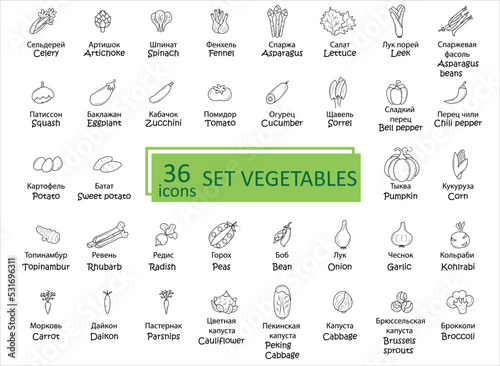 Vegetables icon set. Signature in Russian 36 icons set of vegetables. Simple concise images of vegetables with names in Russian and English. Collection of icons in outlines. Vegetarianism. Vector, eps