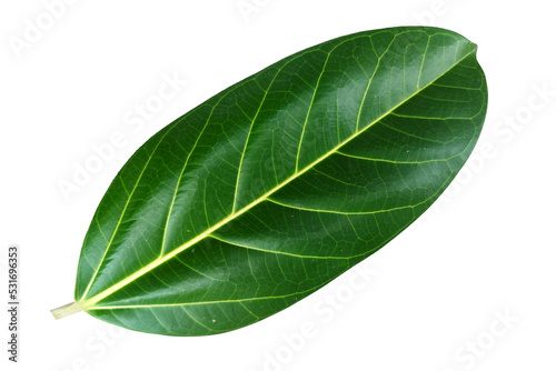 banyan leaves isolated on white background. natural green leaf with clipping path