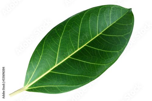 banyan leaves isolated on white background. natural green leaf with clipping path