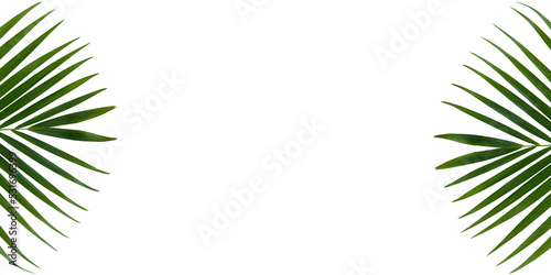 set of Areca palm leaf isolated on white background with clipping path