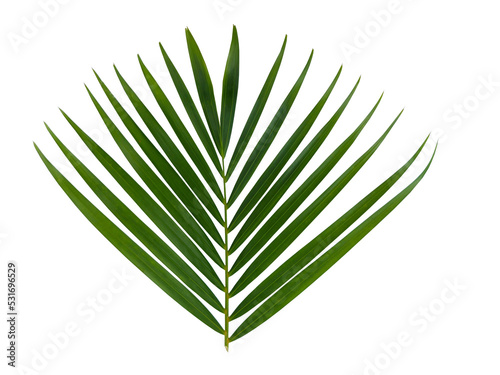 Areca palm leaf isolated on white background with clipping path