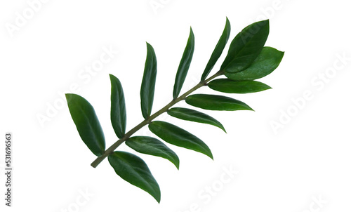 Zanzibar Gem isolated on white background with clipping path