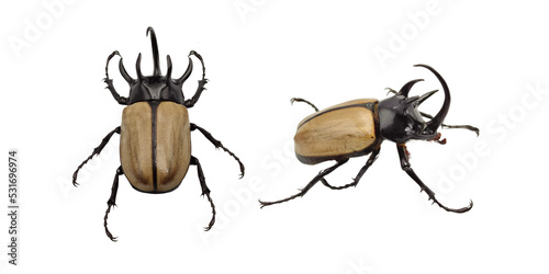 Eupatorus gracilicornis beetle, The five-horned rhinoceros beetle isolated on white
