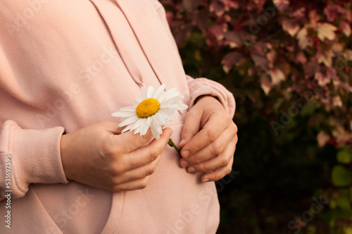 a pregnant woman in a pink blouse holds a daisy in her hands in close-up with a place for text
