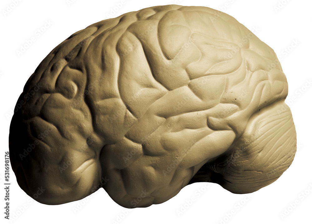 human brain model for anatomy study, side view Stock Illustration