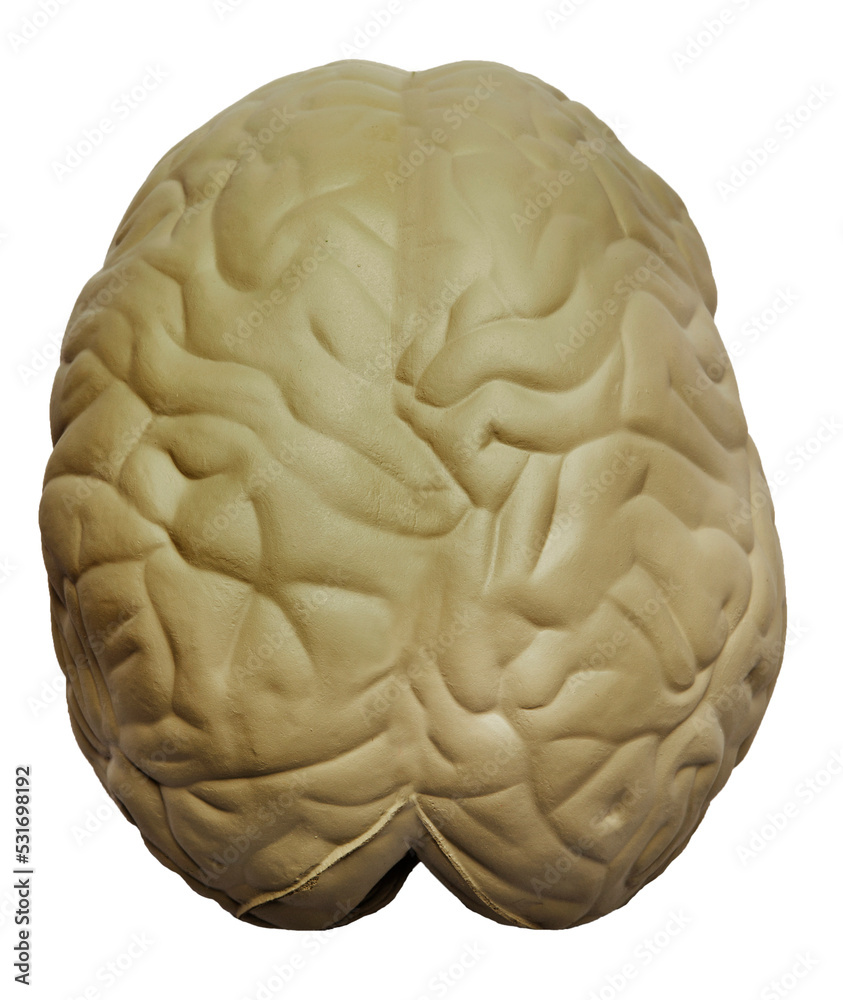 human brain model for anatomy study, top view Stock Illustration